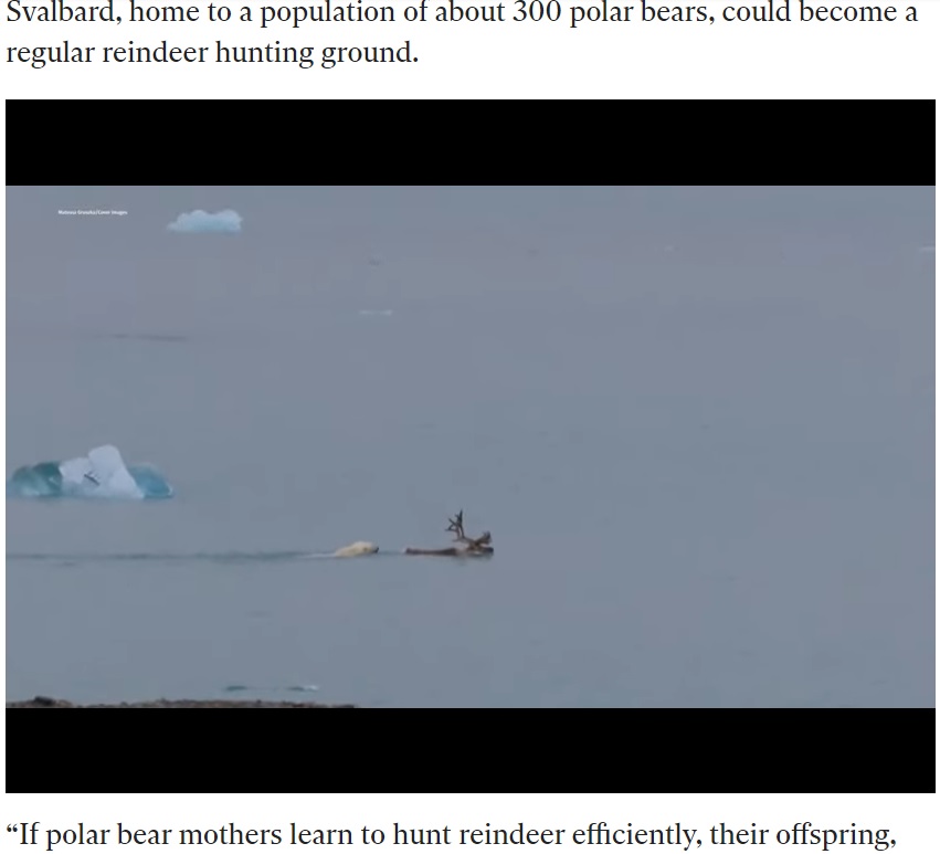 トナカイを追いかけるホッキョクグマ（画像は『The Independent　2021年11月30日付「Polar bear captured on video drowning reindeer as climate crisis intensifies struggle for food」』のスクリーンショット）