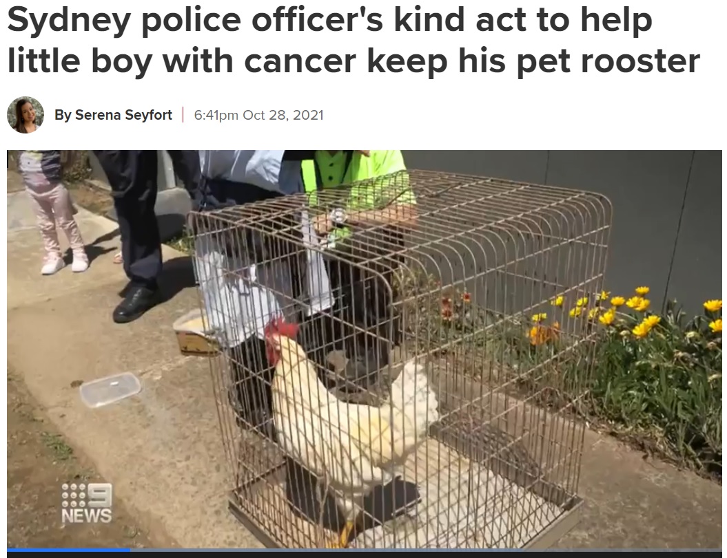 イェプラド君の“親友”だったジャクソン（画像は『9News　2021年10月28日付「Sydney police officer’s kind act to help little boy with cancer keep his pet rooster」』のスクリーンショット）