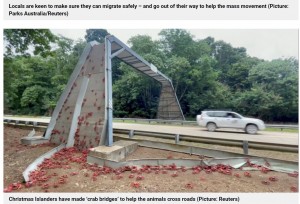 カニが道路を渡るための専用の橋も（画像は『Metro　2021年11月18日付「Millions of red crabs close roads during stunning migration towards ocean」（Picture: Reuters）』のスクリーンショット）