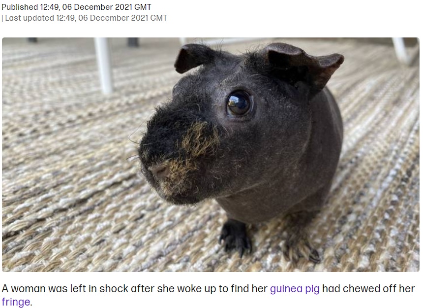 ヘアレスモルモットが飼い主の長い髪の毛に嫉妬？（画像は『Tyla　2021年12月6日付「Woman Baffled After Guinea Pig Chews Off Hair」』のスクリーンショット