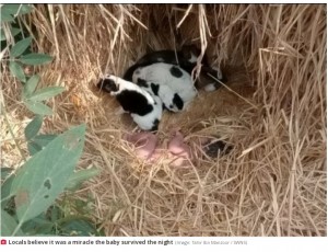 一晩を犬たちと過ごした女児（画像は『The Daily Star　2021年12月22日付「Abandoned newborn baby rescued by litter of puppies that kept her warm through the night」（Image: Tahir Ibn Manzoor / SWNS）』のスクリーンショット）