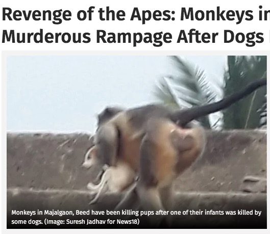 子犬を連れ去っていく猿（画像は『News18　2021年12月17日付「Revenge of the Apes: Monkeys in Maha’s Beed On a Murderous Rampage After Dogs Kill One of their Infants」（Image: Suresh Jadhav for News18）』のスクリーンショット）