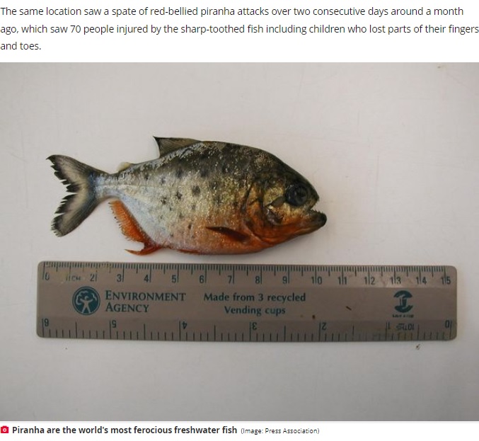 肉食の淡水魚、ピラニア（画像は『The Daily Star　2021年12月25日付「Man’s big toe eaten by piranhas after going for a dip in infested river with son」（Image: Press Association）』のスクリーンショット）