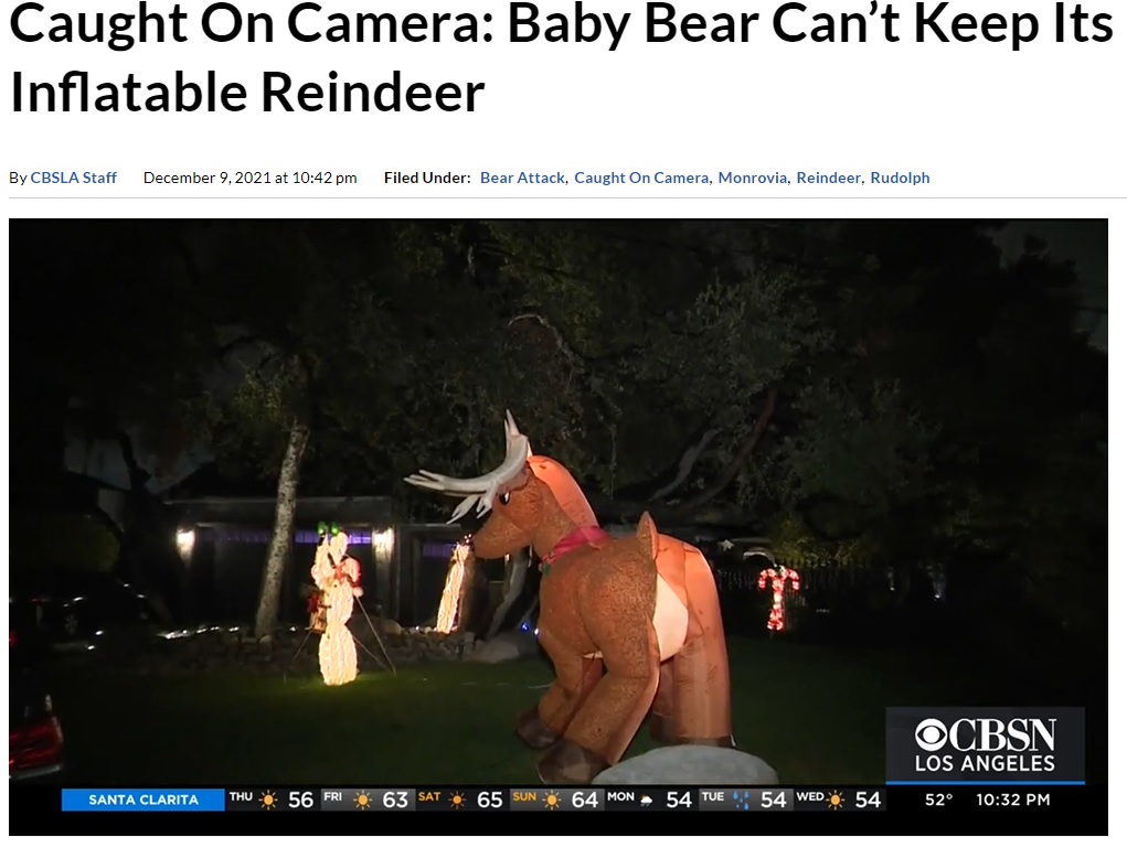 子グマの攻撃を受けるクリスマスデコレーションのトナカイ（画像は『CBS Los Angeles　2021年12月9日付「Caught On Camera: Baby Bear Can’t Keep Its Paws Of Inflatable Reindeer」』のスクリーンショット）