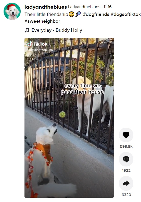 家の前を通りがかっただけの犬に一目惚れし、テニスボールをプレゼントし続けた（画像は『Ladyandtheblues　2021年11月16日付TikTok「Their little friendship」』のスクリーンショット）