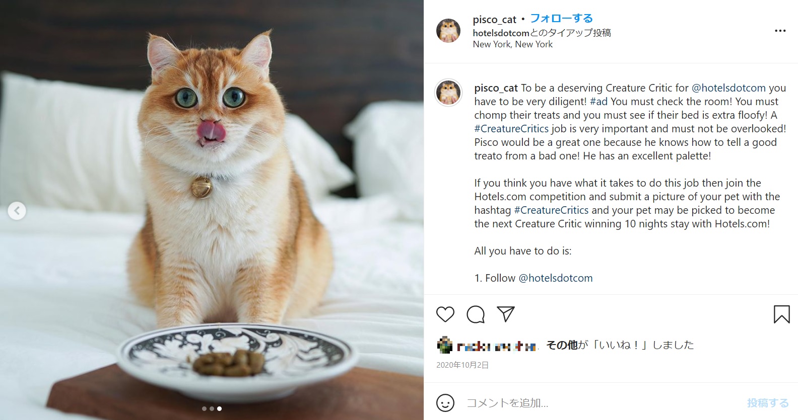 明るい場所では緑色の目が輝く（画像は『Pisco The Cat　2020年10月2日付Instagram「To be a deserving Creature Critic for ＠hotelsdotcom」』のスクリーンショット）