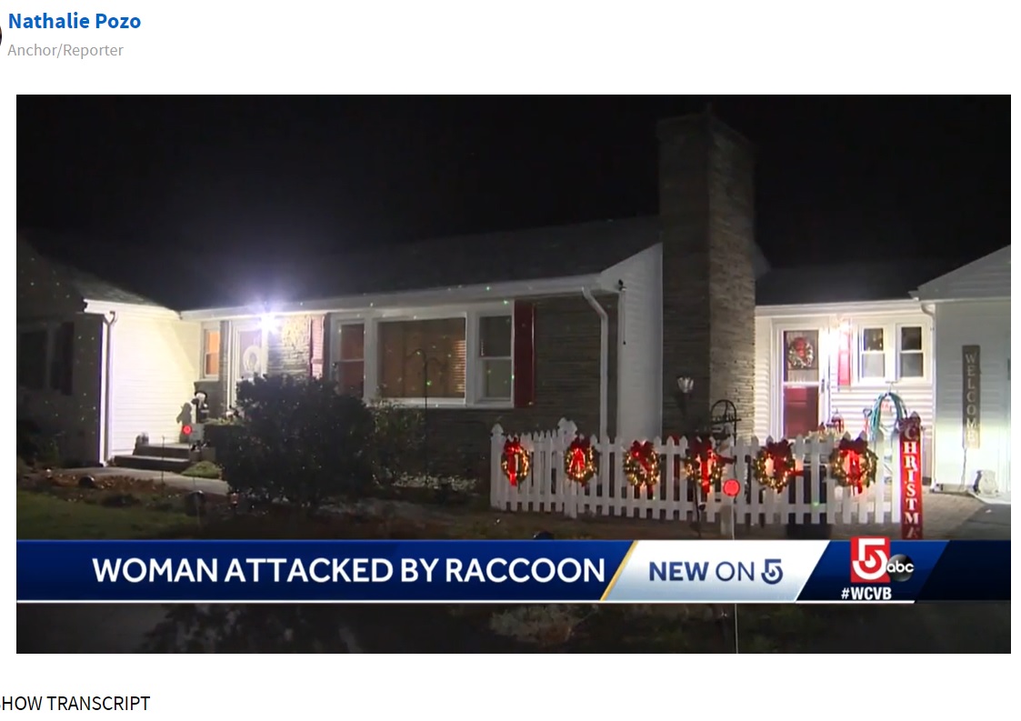 アライグマに襲われたドンナさんの自宅前（画像は『WCVB　2021年12月7日付「Raccoon attacks 70-year-old Massachusetts woman as she was putting up Christmas lights」』のスクリーンショット）