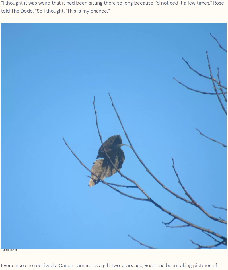 完璧なシルエットの鳥？（画像は『The Dodo　2021年12月2日付「Woman Takes A Picture Of An ‘Awesome Bird’ Then Realizes He’s Not What He Seems」（APRIL ROSE）』のスクリーンショット）