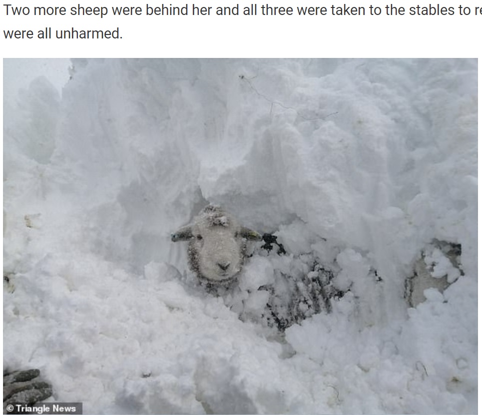 あっという間の積雪で逃げ遅れた羊（画像は『WhatsNew2Day　2021年12月2日付「Peak District Farmers Dig Their Flock Of Sheep From 10ft Snowdrift After Storm Arwen ［Video］」（Triangle News）』のスクリーンショット）