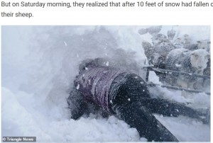 羊を救出するため雪をかき出す男性（画像は『WhatsNew2Day　2021年12月2日付「Peak District Farmers Dig Their Flock Of Sheep From 10ft Snowdrift After Storm Arwen ［Video］」（Triangle News）』のスクリーンショット）