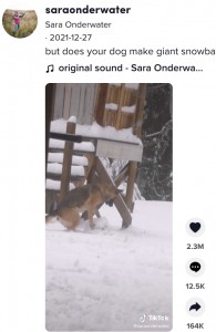 雪だるまを作ろうとしている？（画像は『Sara Onderwater　2021年12月27日付TikTok「but does your dog make giant snowballs?」』のスクリーンショット）