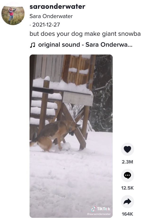 雪だるまを作ろうとしている？（画像は『Sara Onderwater　2021年12月27日付TikTok「but does your dog make giant snowballs?」』のスクリーンショット）