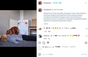 飼い主の合図で呼吸を確認するレオ（画像は『Emily Anderson　2022年1月23日付Instagram「Leo the first aider!」』のスクリーンショット）