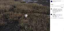 【海外発！Breaking News】沼地に入ってしまった犬、ドローンに焼き立てソーセージをぶら下げて誘導し無事救出（英）＜動画あり＞