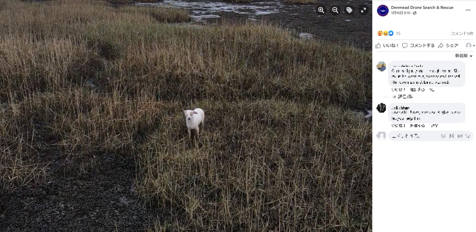 沼地に入り込み、3日間も逃げ回っていた犬（画像は『Denmead Drone Search ＆ Rescue　2022年1月16日付Facebook「REF 14130122」』のスクリーンショット）