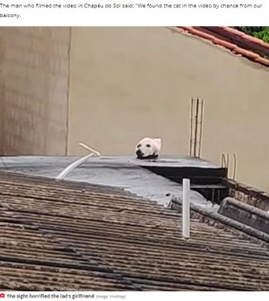 【海外発！Breaking News】屋根の上に切断された犬の頭!?　その正体に撮影者も大笑い（ブラジル）