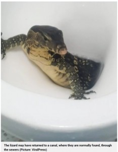 一目散にトイレの奥へ戻っていったトカゲ（画像は『Metro　2022年1月26日付「Brit tourist stunned after huge lizard climbs out of toilet in Thailand」（Picture: ViralPress）』のスクリーンショット）