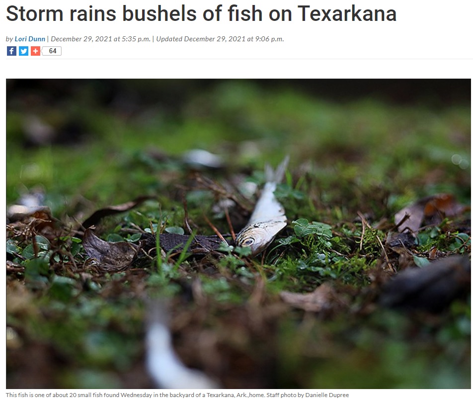 空から降ってきたのは小さな魚だった（画像は『Texarkana Gazette　2021年12月29日付「Storm rains bushels of fish on Texarkana」（Staff photo by Danielle Dupree）』のスクリーンショット）