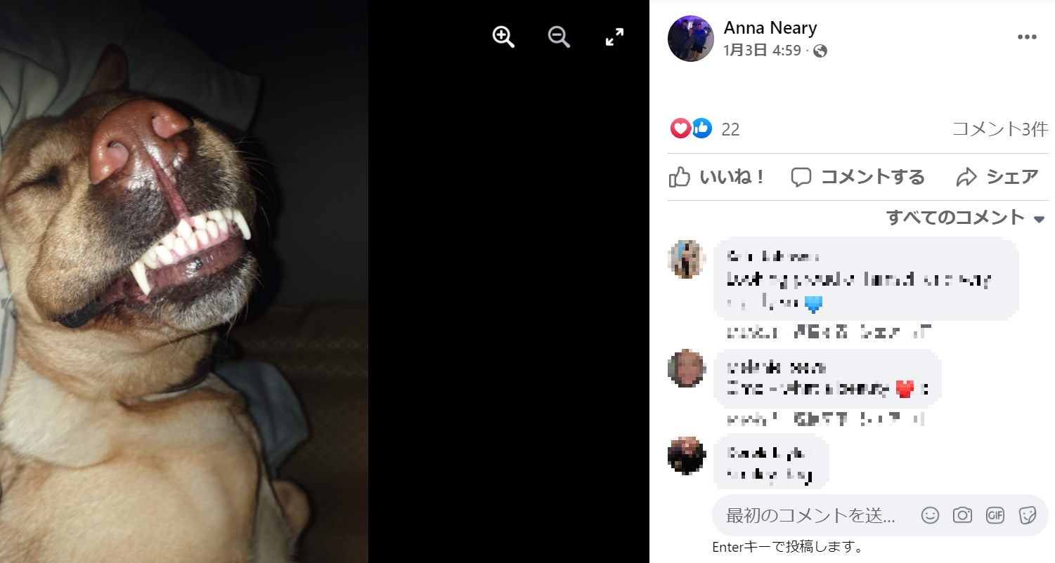 「この子は私の命を救ってくれたヒーロー犬」とアンナさん（画像は『Anna Neary　2022年1月3日付Facebook「So long story short this beaut saves my life my harvey in 2018」』のスクリーンショット）