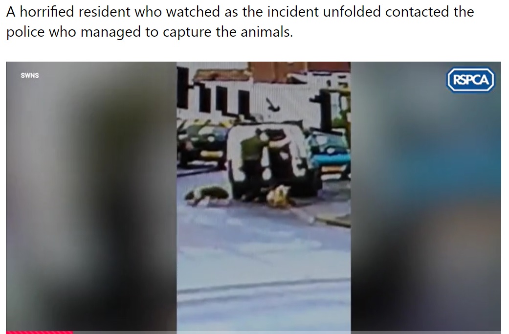 車から犬を次々と降ろしていく男（画像は『Metro　2022年1月29日付「Shocking moment van driver dumps seven dogs in street before speeding off」（Picture: RSPCA / SWNS）』のスクリーンショット）