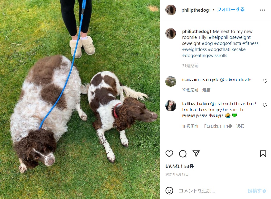 標準体重の同じ犬種との差は一目瞭然（画像は『Philip （Phil-eep）　2021年6月12日付Instagram「Me next to my new roomie Tilly!」』のスクリーンショット）