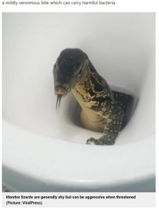 予想外の場所に出てきてしまったトカゲ（画像は『Metro　2022年1月26日付「Brit tourist stunned after huge lizard climbs out of toilet in Thailand」（Picture: ViralPress）』のスクリーンショット）
