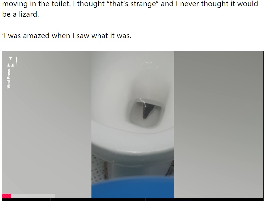 トイレの奥から顔を覗かせたトカゲ（画像は『Metro　2022年1月26日付「Brit tourist stunned after huge lizard climbs out of toilet in Thailand」（Picture: ViralPress）』のスクリーンショット）