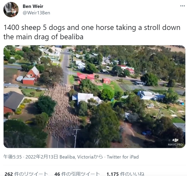 小さな町を駆け抜ける1400頭の羊たち（画像は『Ben Weir　2022年2月13日付Twitter「1400 sheep 5 dogs and one horse taking a stroll down the main drag of bealiba」』のスクリーンショット）