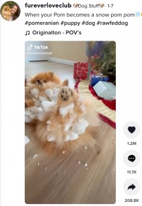 お尻の周りも雪玉だらけ（画像は『Dog Stuff　2022年1月7日付TikTok「When your Pom becomes a snow pom pom」』のスクリーンショット）