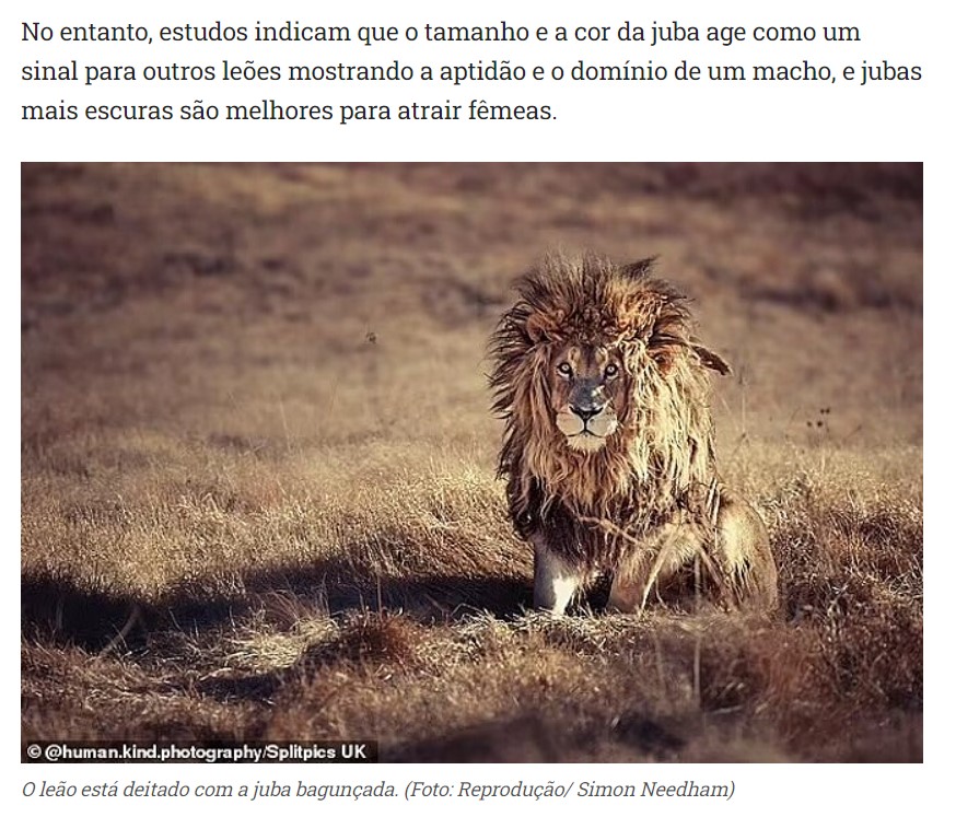 呆然としている寝起きのライオン（画像は『Amo meu PET　2022年2月1日付「Fotógrafo registra leão acordando de soneca com juba amassada em parque da África do Sul」（Foto: Reprodução/ Simon Needham）』のスクリーンショット）