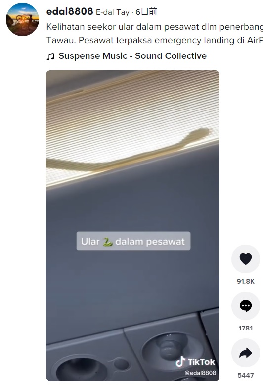 機内の照明器具の中に忍び込んだヘビ（画像は『E-dal Tay　2022年2月10日付TikTok「Kelihatan seekor ular dalam pesawat dlm penerbangan dari KL ke Tawau.」』のスクリーンショット）