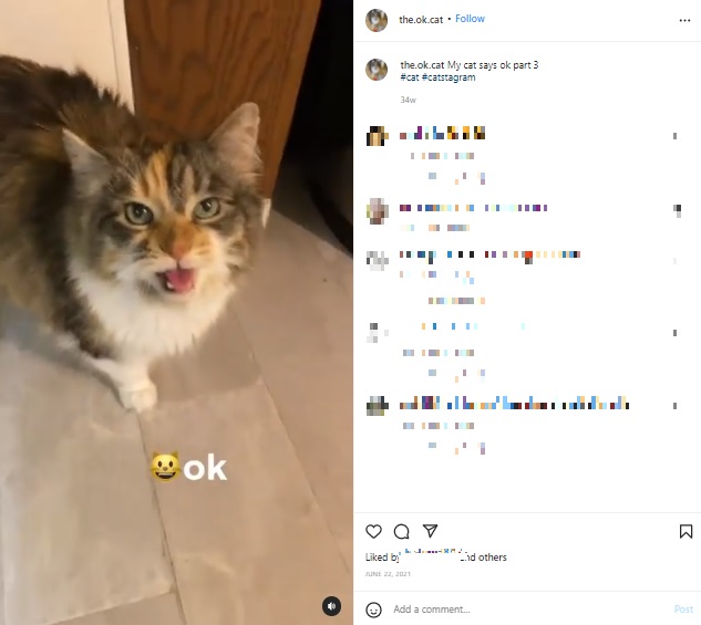 どんな時でも「OK」と返事をするネコ（画像は『The OK Cat　2021年6月22日付Instagram「My cat says ok part 3」』のスクリーンショット）