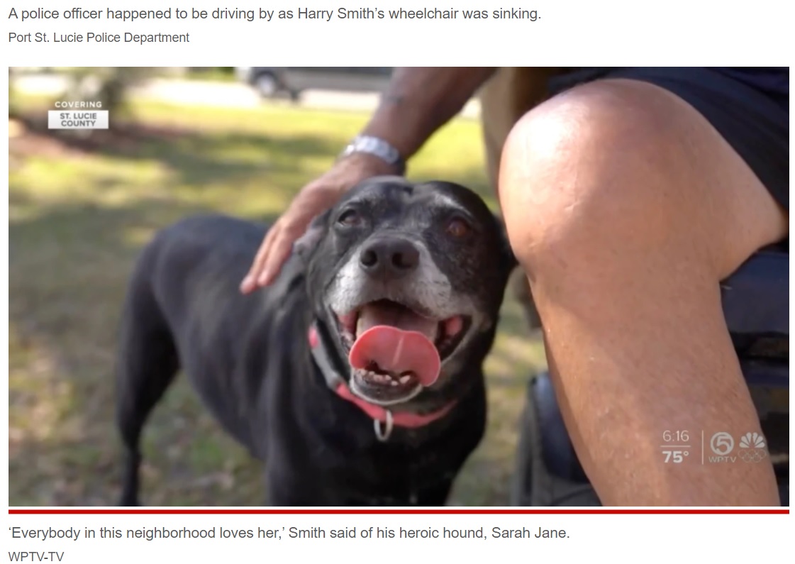 飼い主の危機を見事に救った愛犬（画像は『New York Post　2022年2月8日付「Hero dog helps save wheelchair-bound owner, 81, from Florida lake」（WPTV-TV）』のスクリーンショット）