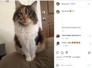 美しいアコーダ（画像は『The OK Cat　2021年7月10日付Instagram「”ok”」』のスクリーンショット）