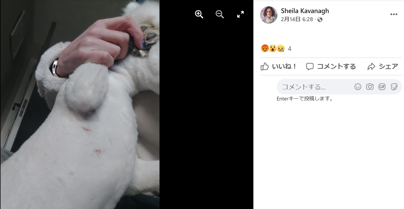 マイロの皮膚には傷も（画像は『Sheila Kavanagh　2022年2月14日付Facebook「After almost  2 weeks off getting my beautiful milo groomed with a  butcher in newbridge on  the back street」』のスクリーンショット）