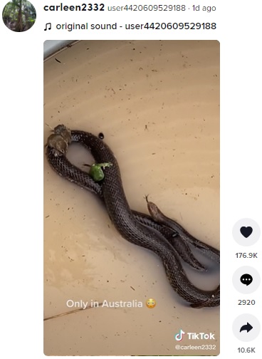 ヘビの背中に乗るカエル、ネズミ、甲虫（画像は『user4420609529188　2022年2月27日付TikTok』のスクリーンショット）