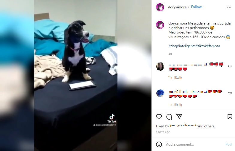 携帯電話が大好きな犬（画像は『Dory Amora　2022年2月25日付Instagram「Me ajuda a ter mais curtida e ganhar uns petiscoooos」』のスクリーンショット）