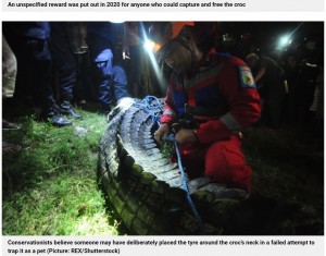 ついに地元住民に捕獲されたワニ（画像は『Metro　2022年2月8日付「Crocodile with tyre stuck around its neck since 2016 finally freed by villagers」（Picture: REX/Shutterstock）』のスクリーンショット）