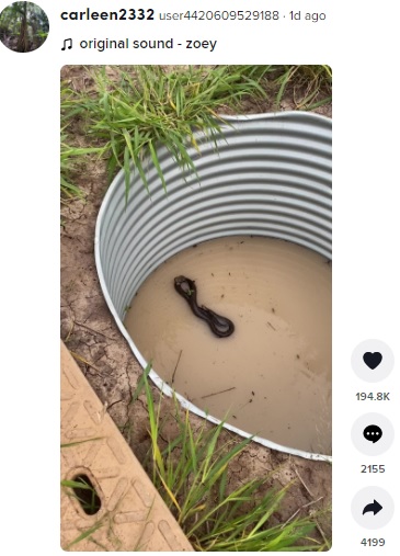 雨水タンクの中にいたヘビ（画像は『user4420609529188　2022年2月27日付TikTok』のスクリーンショット）
