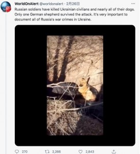 怯えた様子のジャーマン・シェパード（画像は『WorldOnAlert　2022年2月26日付Twitter「Russian soldiers have killed Ukrainian civilians and nearly all of their dogs.」』のスクリーンショット）