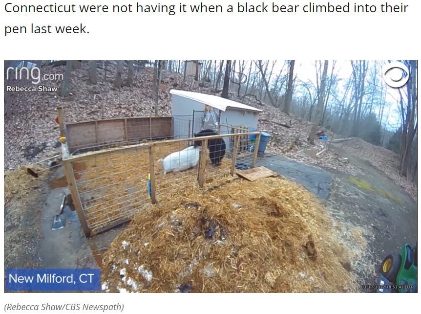 囲いに侵入したクマに体当たりするブタ（画像は『Local 12 WKRC-TV　2022年3月22日付「WATCH: Two pigs fight off bear that climbed into their pen」（Rebecca Shaw/CBS Newspath）』のスクリーンショット）