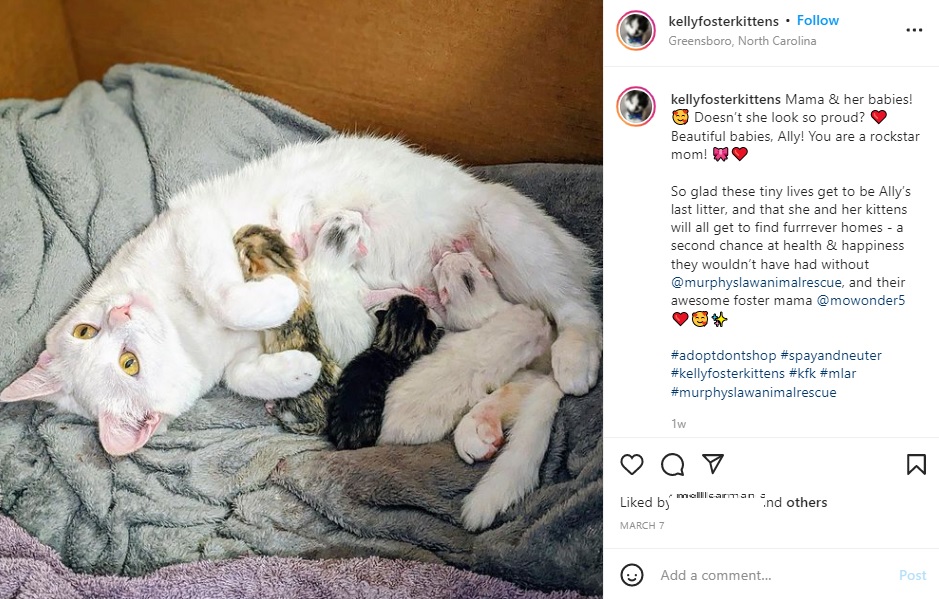 5匹の赤ちゃんを産んだママ・アリー（画像は『Kelly Foster Kittens GSO, NC　2022年3月7日付Instagram「Mama ＆ her babies!」』のスクリーンショット）