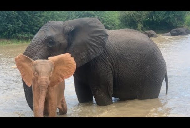 ピンク色が際立つアルビノの象（画像は『HERD Elephant Orphanage South Africa　2022年2月27日公開 YouTube「An Incredible Swim with Albino Elephant, Khanyisa ＆ Her Babysitters: Limpopo, Tokwe ＆ Fishan」』のサムネイル）