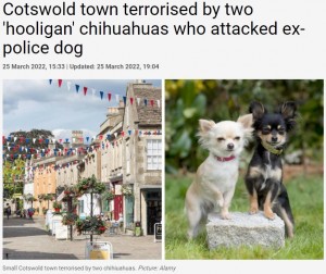【海外発！Breaking News】「フーリガン」と呼ばれる2匹のチワワ、元警察犬を襲い地元住民を恐怖に陥れる（英）