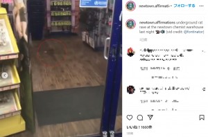 チーズのようなものを咥えて店内を走り回るネズミ（画像は『NEWTOWN AFFIRMATIONS　2022年3月20日付Instagram「underground rat rave at the newtown chemist warehouse last night」』のスクリーンショット）