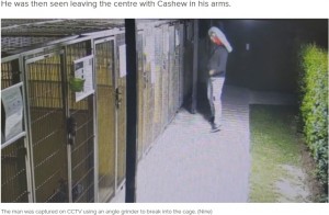 猫用ベッドを頭に載せ、ケージを見つめるピエロ男（画像は『9News　2022年3月23日付「Puppy stolen from RSPCA by man in clown mask reunited with carers」（Nine）』のスクリーンショット）