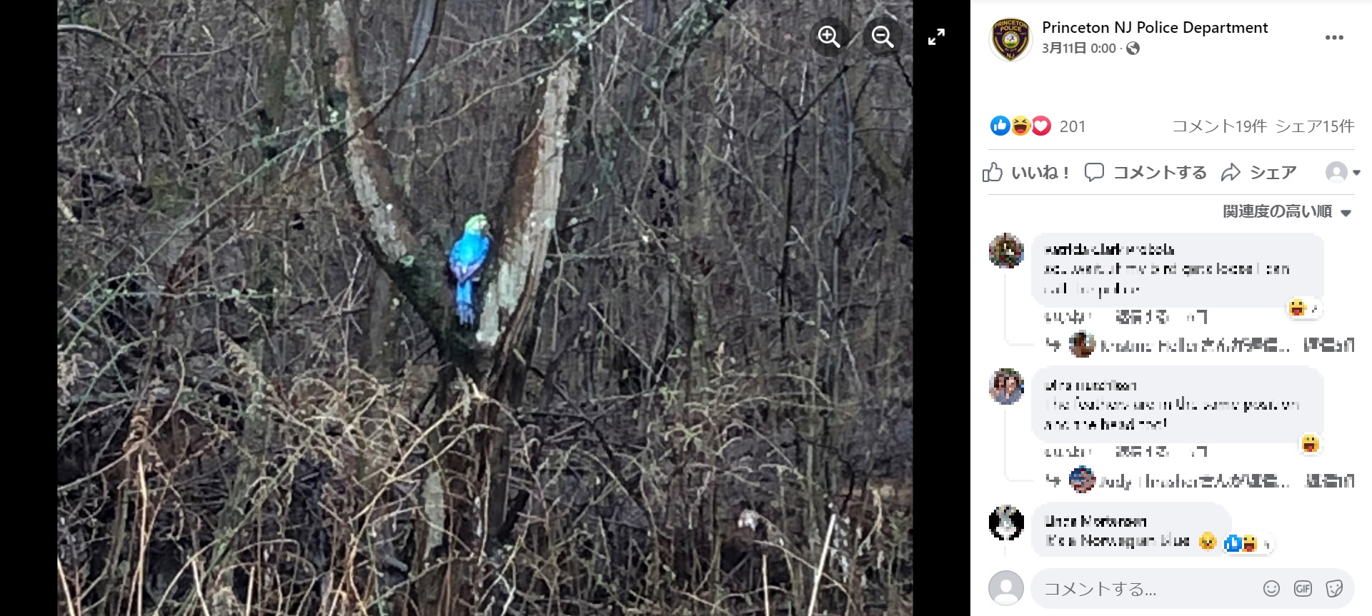 地元住民が発見したカラフルなオウム（画像は『Princeton NJ Police Department　2022年3月11日付Facebook「A concerned citizen contacted our department yesterday to report a beautiful parrot in a tree in the wooded area near Einstein Drive.」』のスクリーンショット）