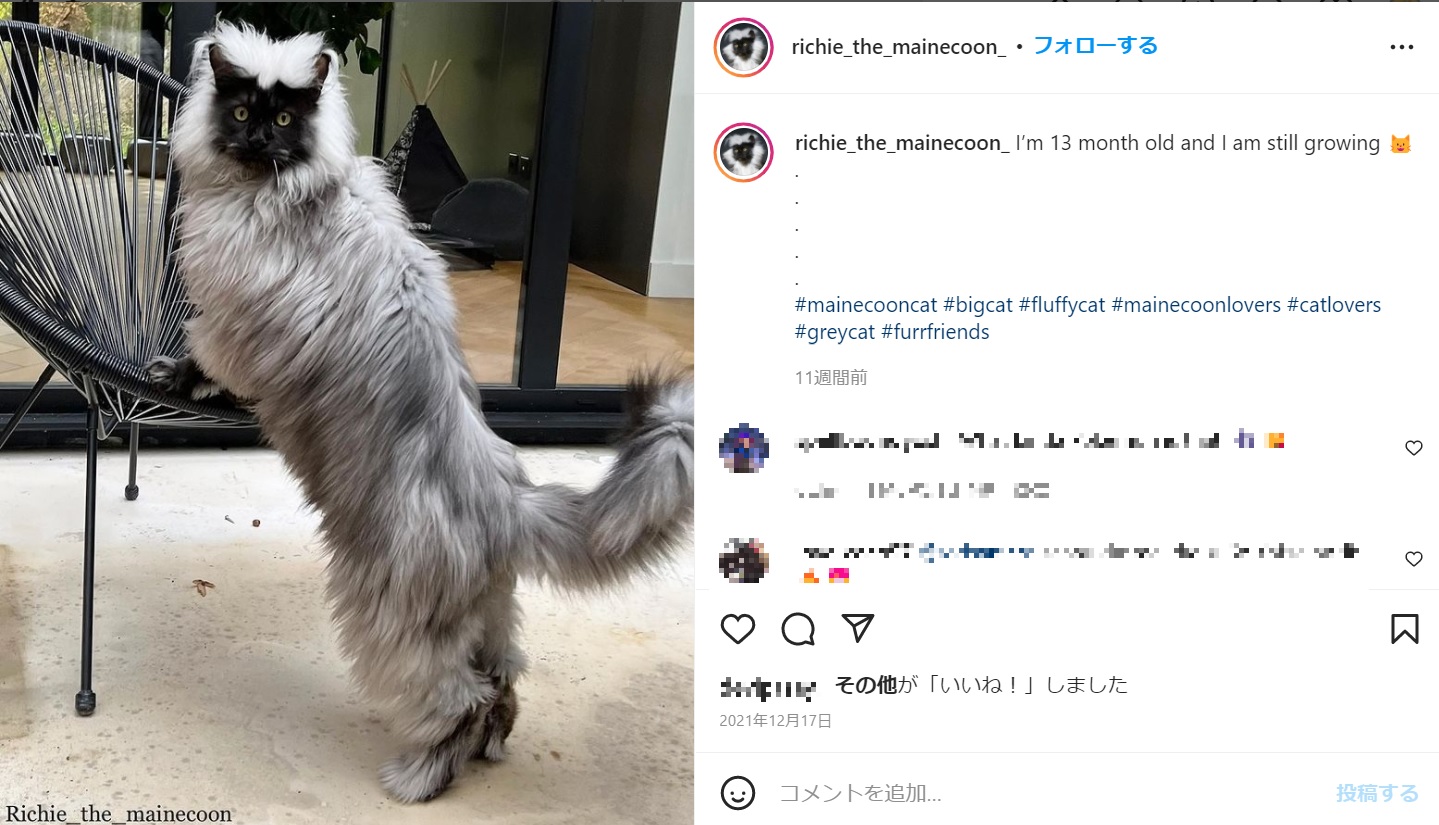 生後約1年で通常の成猫以上に大きくなったリッチー（画像は『Richie du Mont d’Even　2021年12月17日付Instagram「I’m 13 month old and I am still growing」』のスクリーンショット）