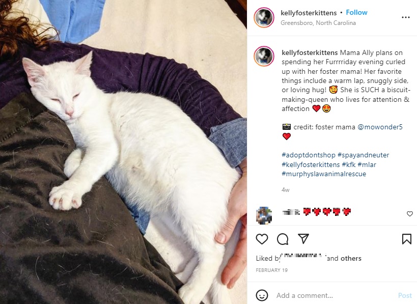 モニカさんに寄り添うママ・アリー（画像は『Kelly Foster Kittens GSO, NC　2022年2月19日付Instagram「Mama Ally plans on spending her Furrrriday evening」』のスクリーンショット）