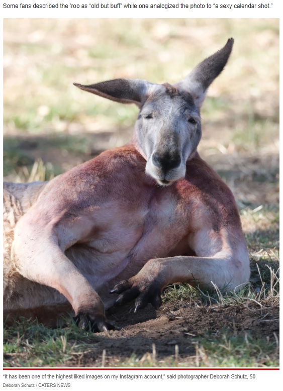 穏やかな表情とのギャップも凄い（画像は『New York Post　2022年3月11日付「Buff kangaroo goes viral after flaunting giant muscles at wildlife center」（Deborah Schutz / CATERS NEWS）』のスクリーンショット）